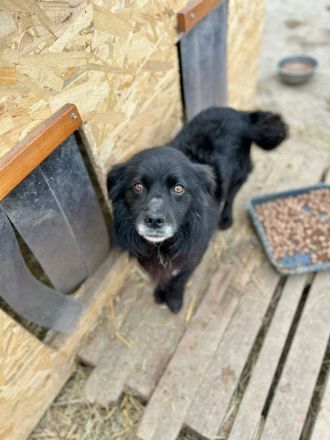 Chewbacca sucht sein Für-immer-Zuhause