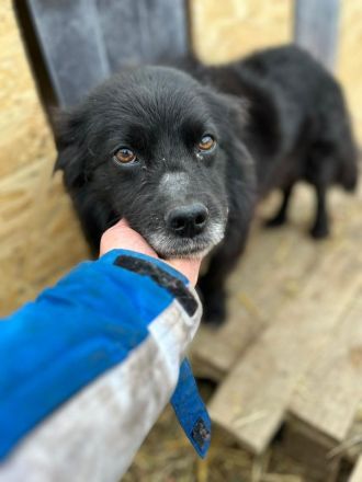 Chewbacca sucht sein Für-immer-Zuhause