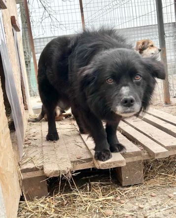 Chewbacca sucht sein Für-immer-Zuhause