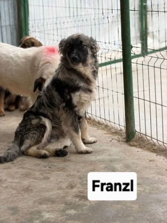 Franzl sucht sein Für-immer-Zuhause