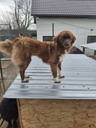 Zimt sucht ihr Für-immer-Zuhaus