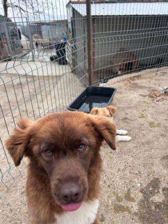 Zimt sucht ihr Für-immer-Zuhaus