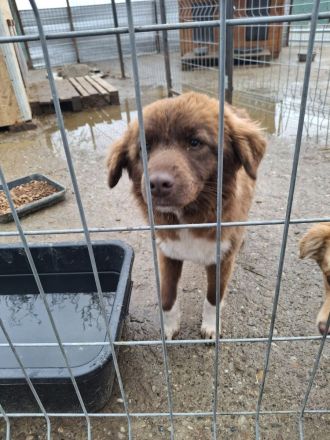 Zimt sucht ihr Für-immer-Zuhaus