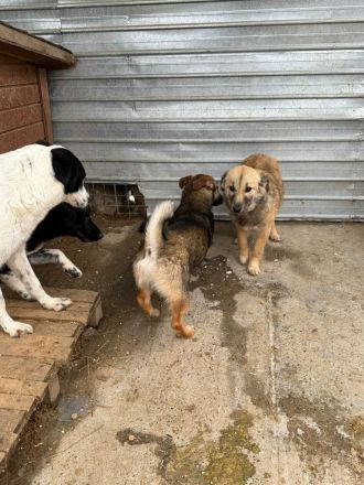 Faye sucht ihr Für-immer-Zuhause