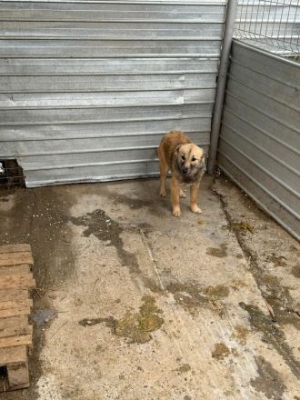 Faye sucht ihr Für-immer-Zuhause