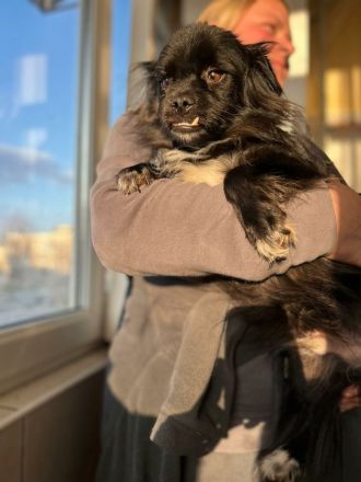 Loisl sucht sein Für-immer-Zuhause