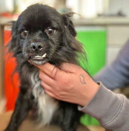 Loisl sucht sein Für-immer-Zuhause