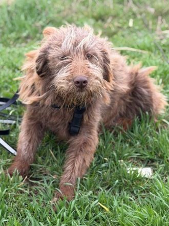 Cleo sucht ihr Für-immer-Zuhause