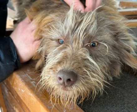 Cleo sucht ihr Für-immer-Zuhause