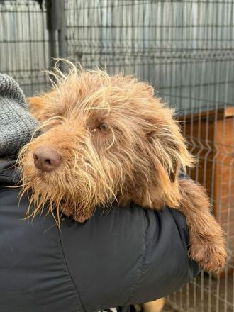 Cleo sucht ihr Für-immer-Zuhause