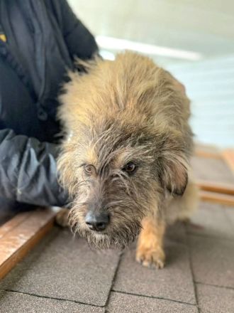 Smoky sucht ihr Für-immer-Zuhause