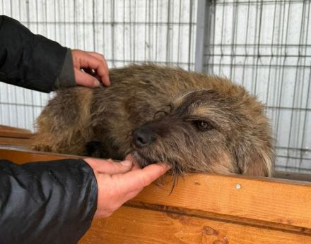 Smoky sucht ihr Für-immer-Zuhause