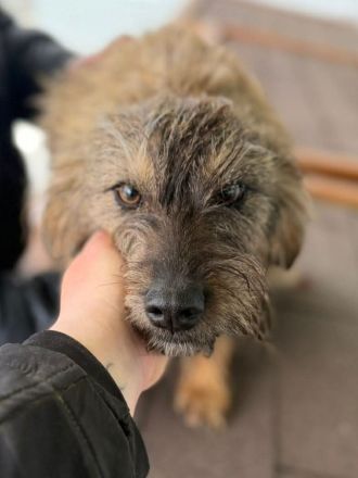 Smoky sucht ihr Für-immer-Zuhause