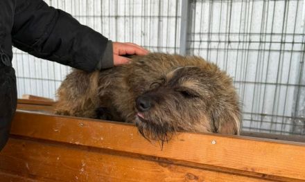 Smoky sucht ihr Für-immer-Zuhause