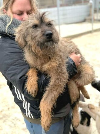 Smoky sucht ihr Für-immer-Zuhause