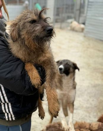 Smoky sucht ihr Für-immer-Zuhause