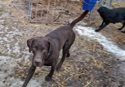 Wunderschöne Labrador Welpen