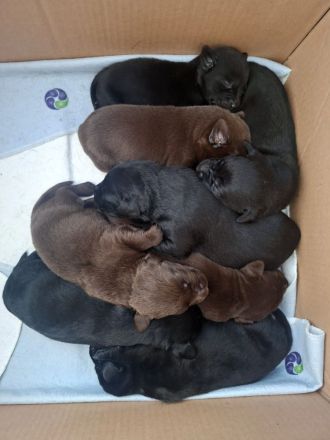 Wunderschöne Labrador Welpen