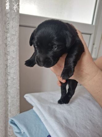 Wunderschöne Labrador Welpen