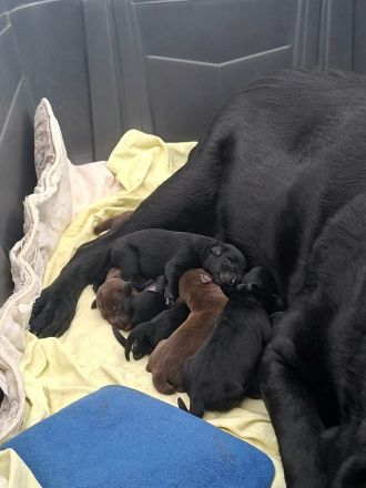 Wunderschöne Labrador Welpen