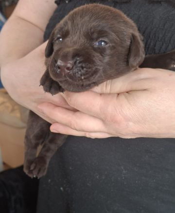 Wunderschöne Labrador Welpen