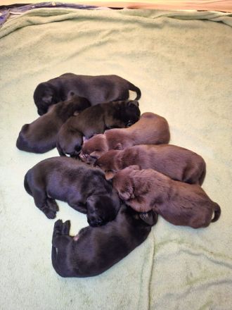 Wunderschöne Labrador Welpen