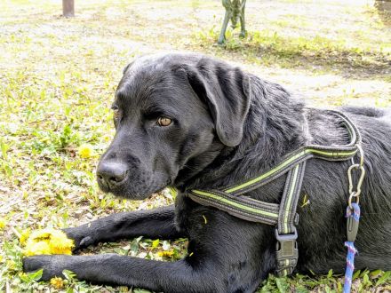 Wunderschöne Labrador Welpen
