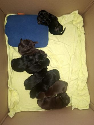 Wunderschöne Labrador Welpen