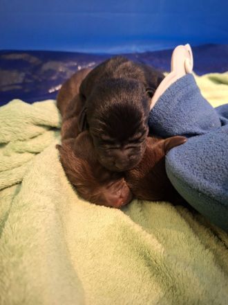 Wunderschöne Labrador Welpen