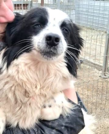 Patty sucht ihr Für-immer-Zuhause