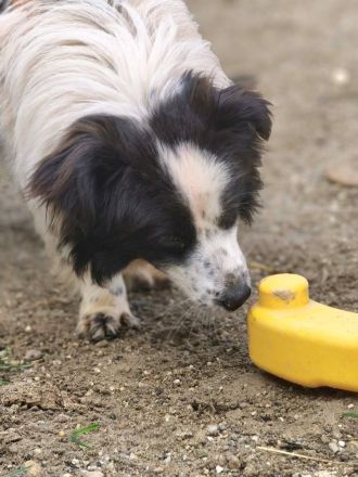 Patty sucht ihr Für-immer-Zuhause