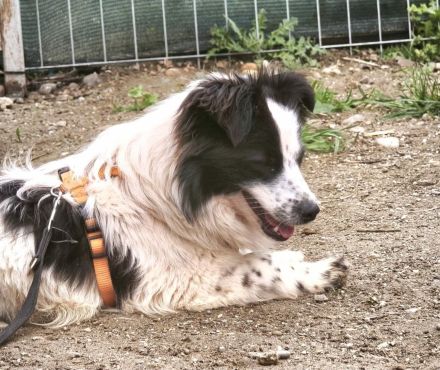 Patty sucht ihr Für-immer-Zuhause