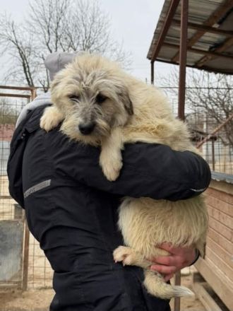 Flocke sucht ihr Für-immer-Zuhause