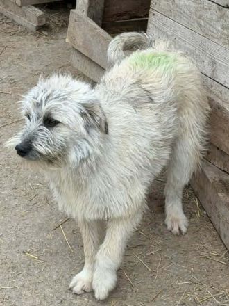 Flocke sucht ihr Für-immer-Zuhause