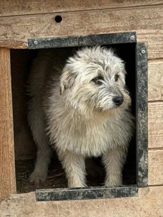 Flocke sucht ihr Für-immer-Zuhause
