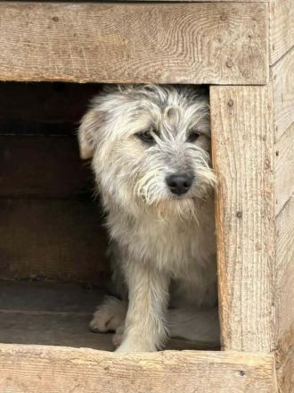 Flocke sucht ihr Für-immer-Zuhause