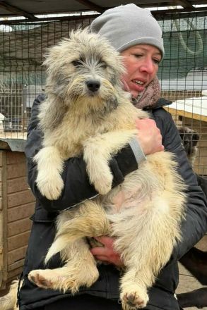 Polly sucht ihr Für-immer-Zuhause