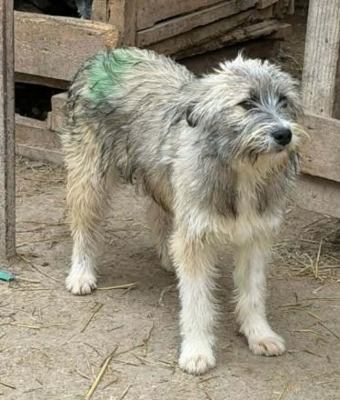 Polly sucht ihr Für-immer-Zuhause
