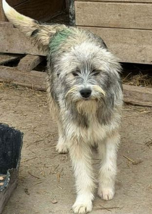 Polly sucht ihr Für-immer-Zuhause
