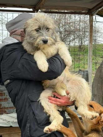 Polly sucht ihr Für-immer-Zuhause