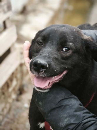 Peppi sucht sein Für-immer-Zuhause