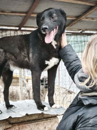 Peppi sucht sein Für-immer-Zuhause