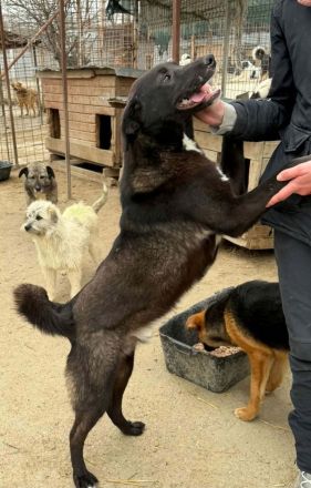 Peppi sucht sein Für-immer-Zuhause