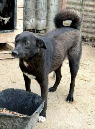 Peppi sucht sein Für-immer-Zuhause