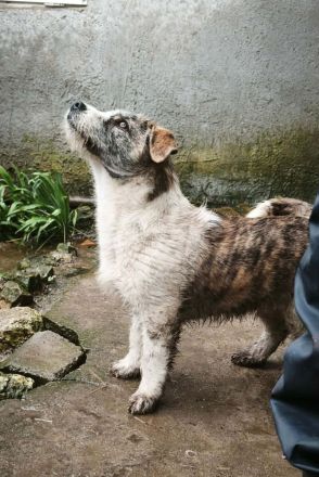 Pepe sucht sein Für-immer-Zuhause