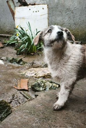 Pepe sucht sein Für-immer-Zuhause