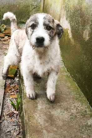 Pepe sucht sein Für-immer-Zuhause