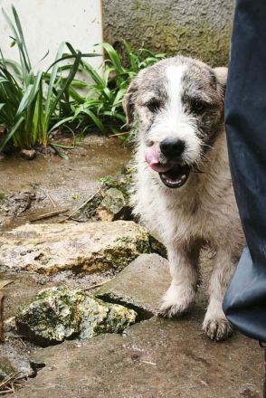 Pepe sucht sein Für-immer-Zuhause