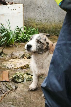 Pepe sucht sein Für-immer-Zuhause