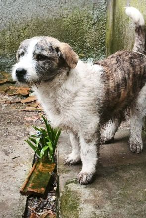 Pepe sucht sein Für-immer-Zuhause